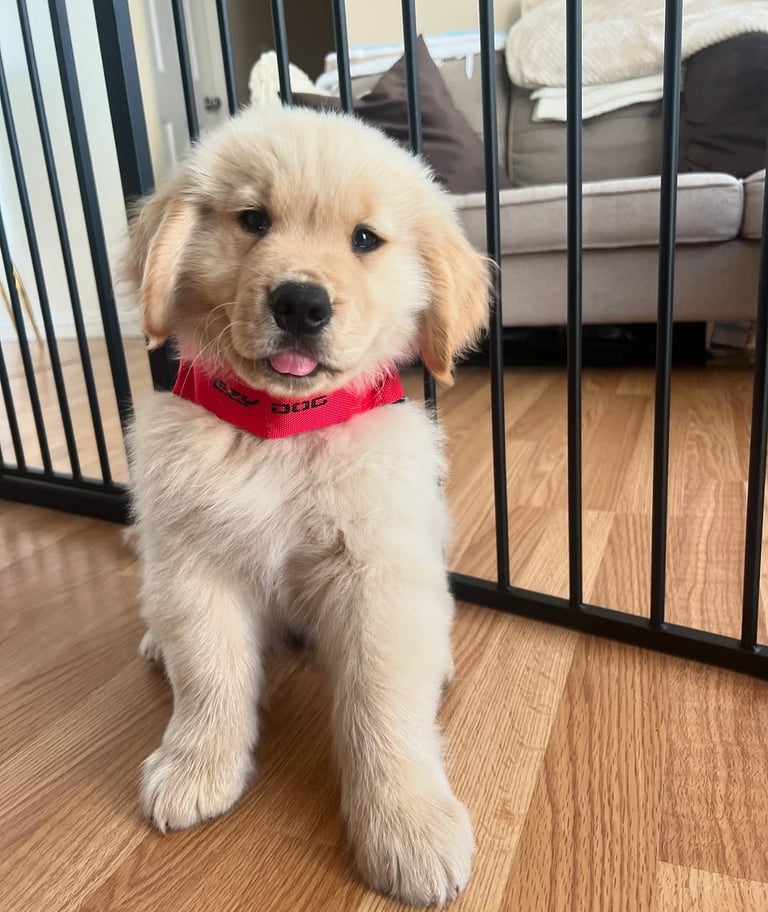 Golden Retriever Puppies for Sale
