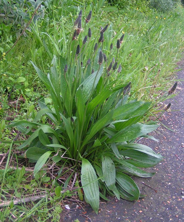 Ribwort plantain