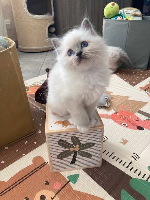 chaton sacré de birmanie blue point