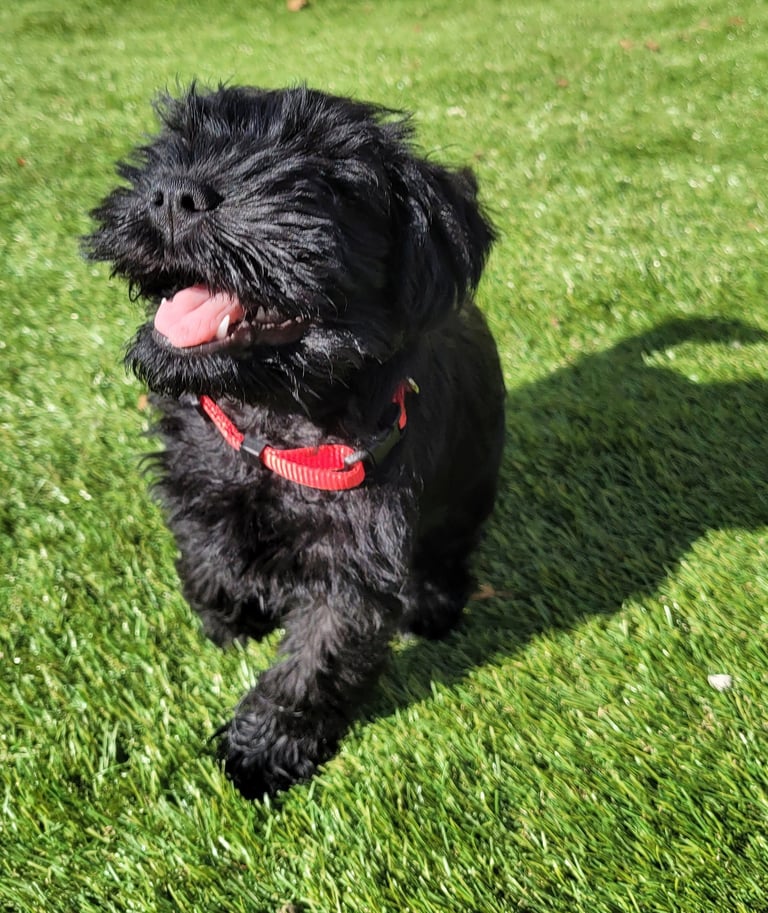 Chiot Schnauzer qui court