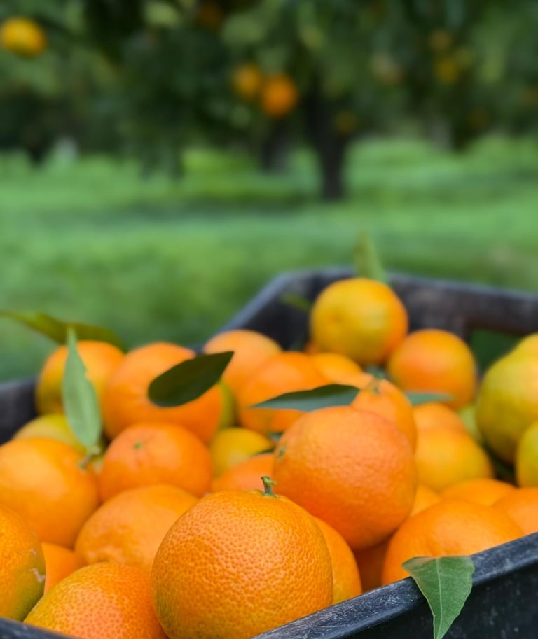 Kiste Clementinen auf unsere Clementinenplantage