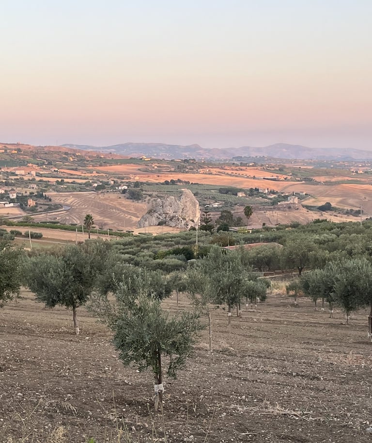 Olive farm in Agrigento Sicily producing organic extra virgin olive oil