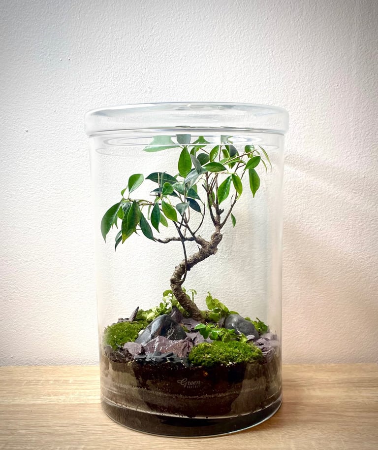 Terrarium après le service entretien de Bocal terrarium