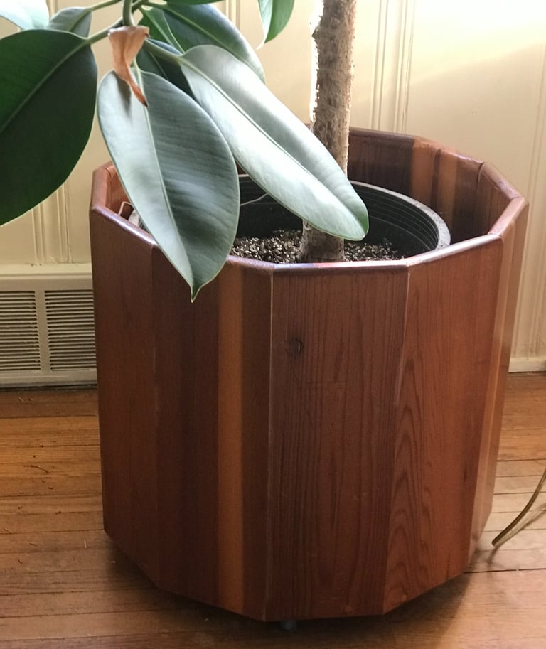 Planter for a large Rubber Tree