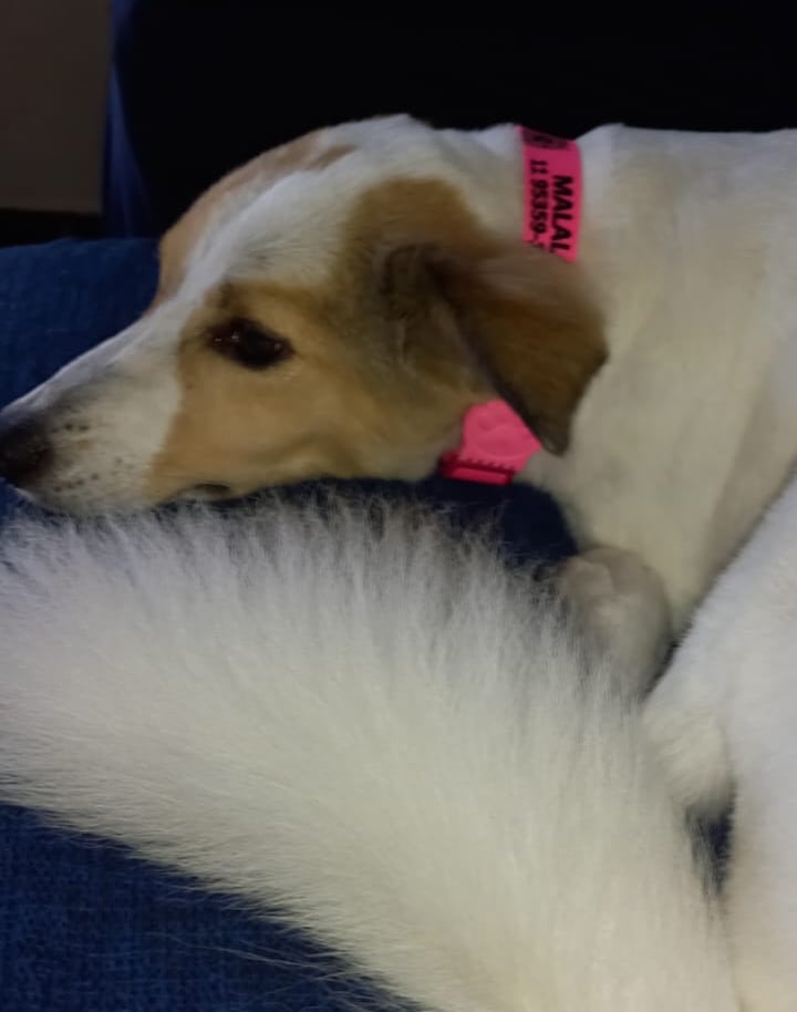 cachorro deitado usando a coleira