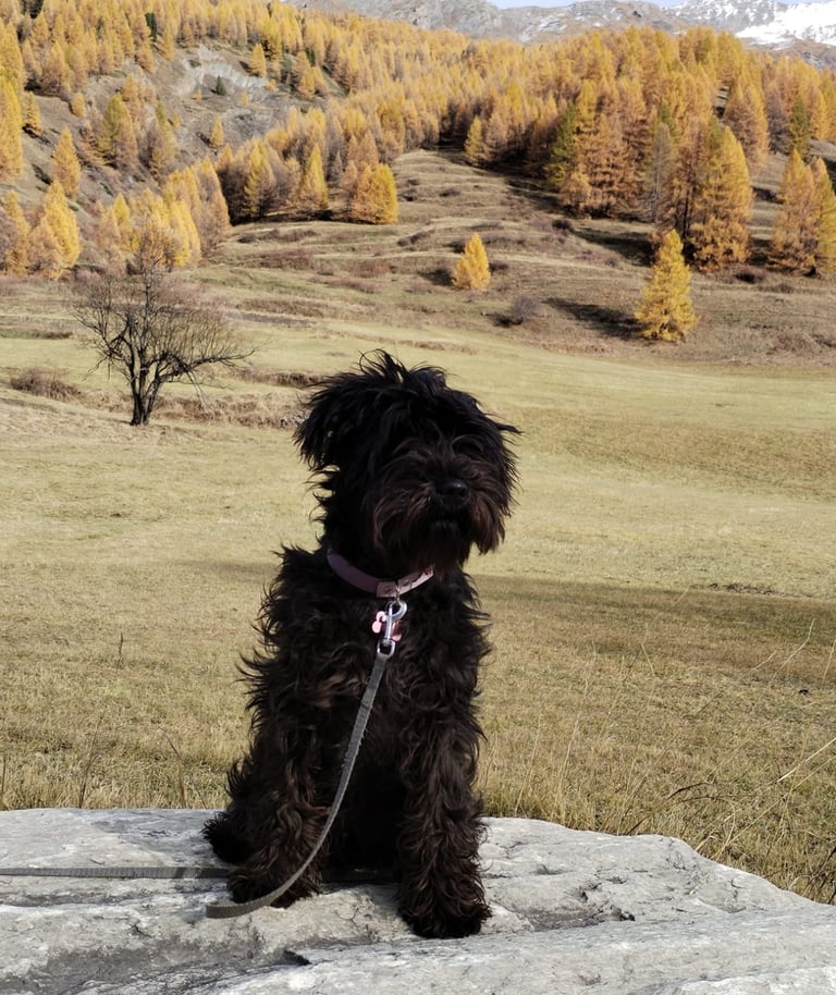 Ava des Diamants Noirs d'Also