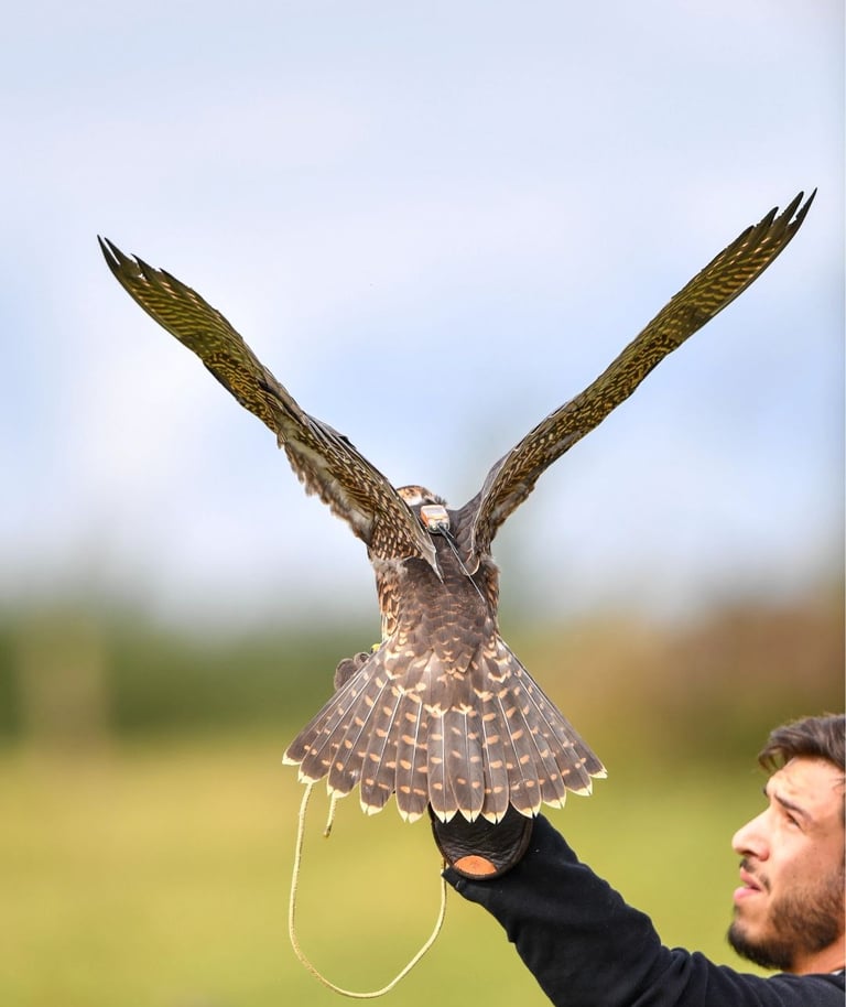Falco Eco Solutions - faucon au poing de son fauconnier