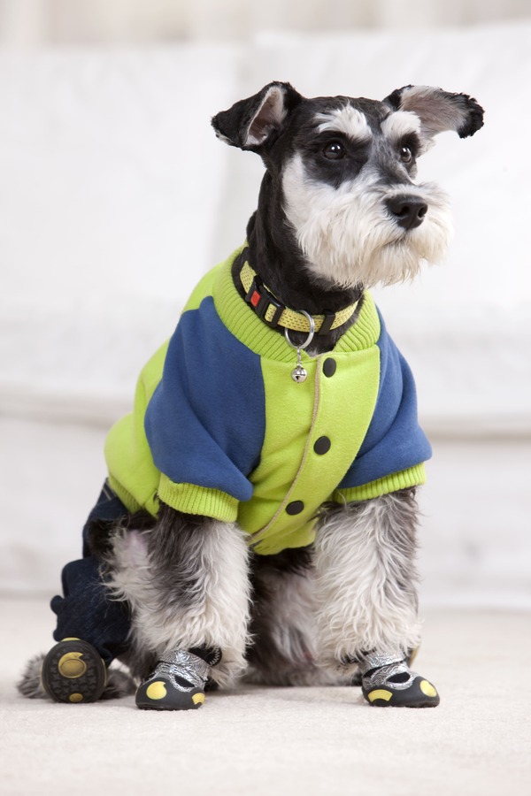 Un Schnauzer miniatura que lleva puesta una chaqueta de forro para perros azul y verde lima y botas