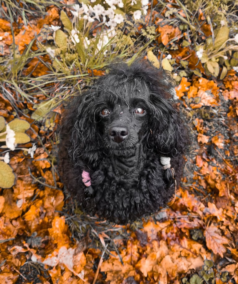 Caniche toy à l'élevage Des Rives De Riss
