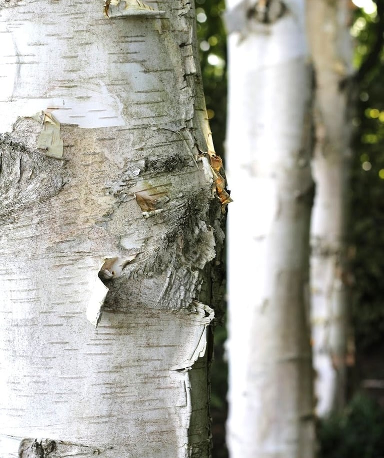 Gedetailleerde foto van ruwe stam van Berk