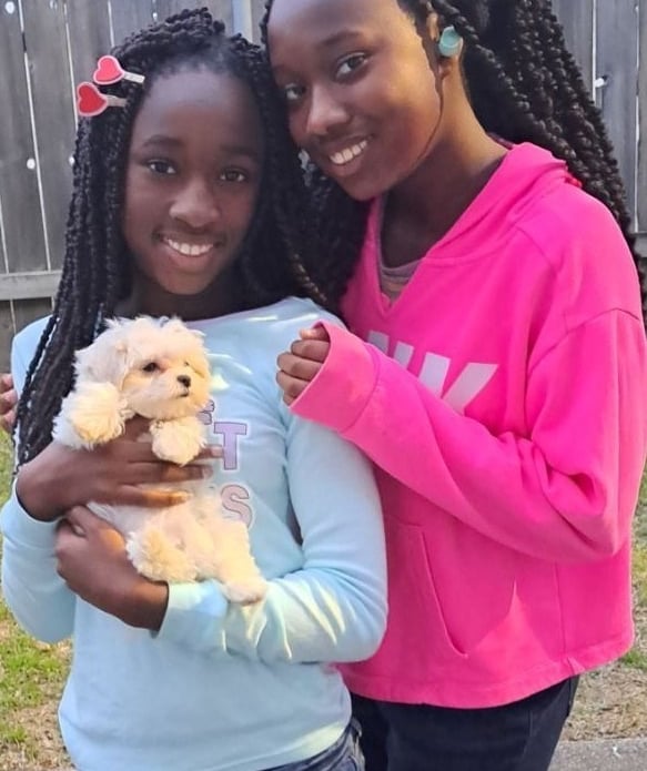 Designer Teacup Mal-Shi Puppy with Family