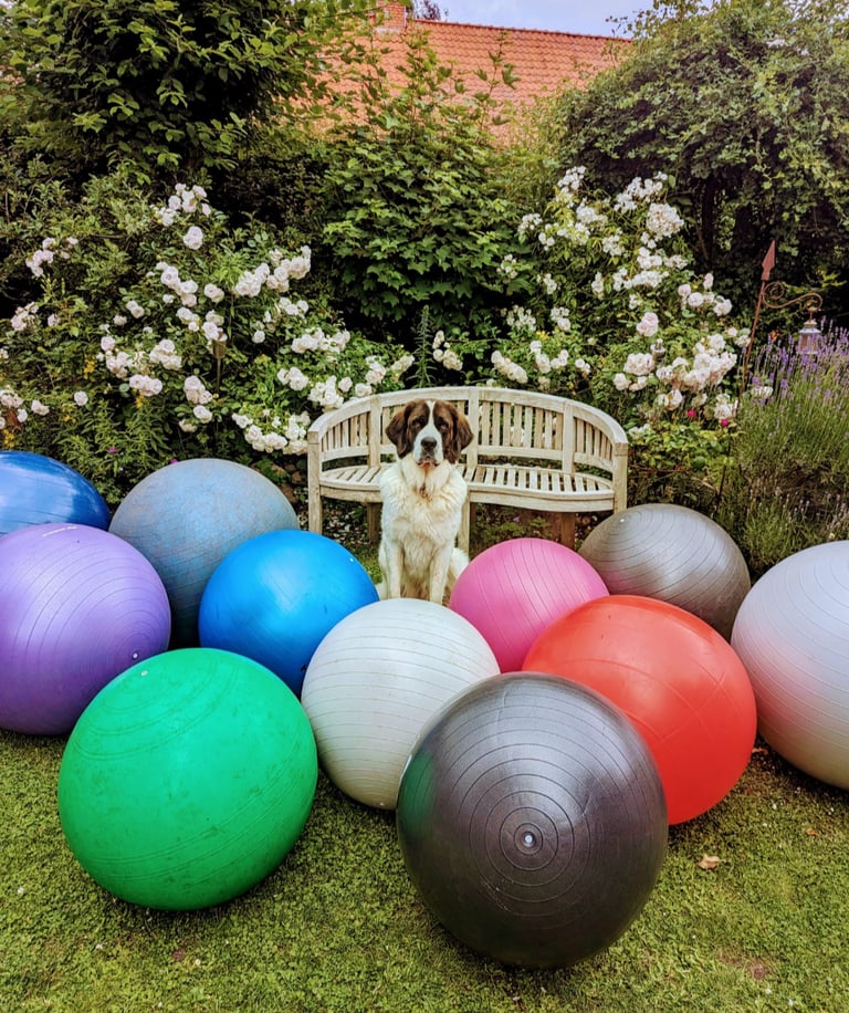 Hundsitzt hinter großen Bällen Treibball