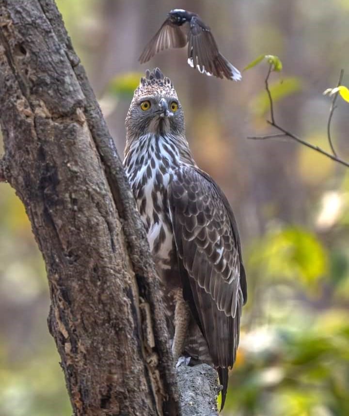 owl in Bardiya