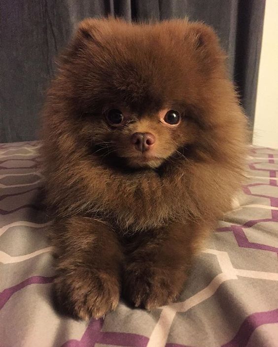 venta de cachorritos pomerania argentina