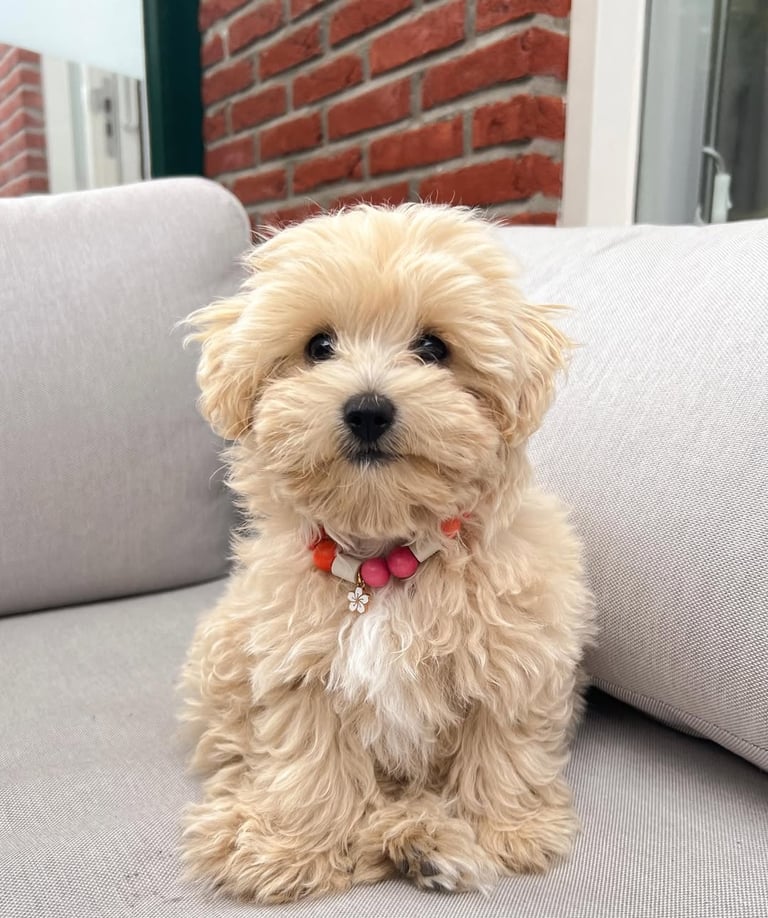 Maltipoo puppies for sale