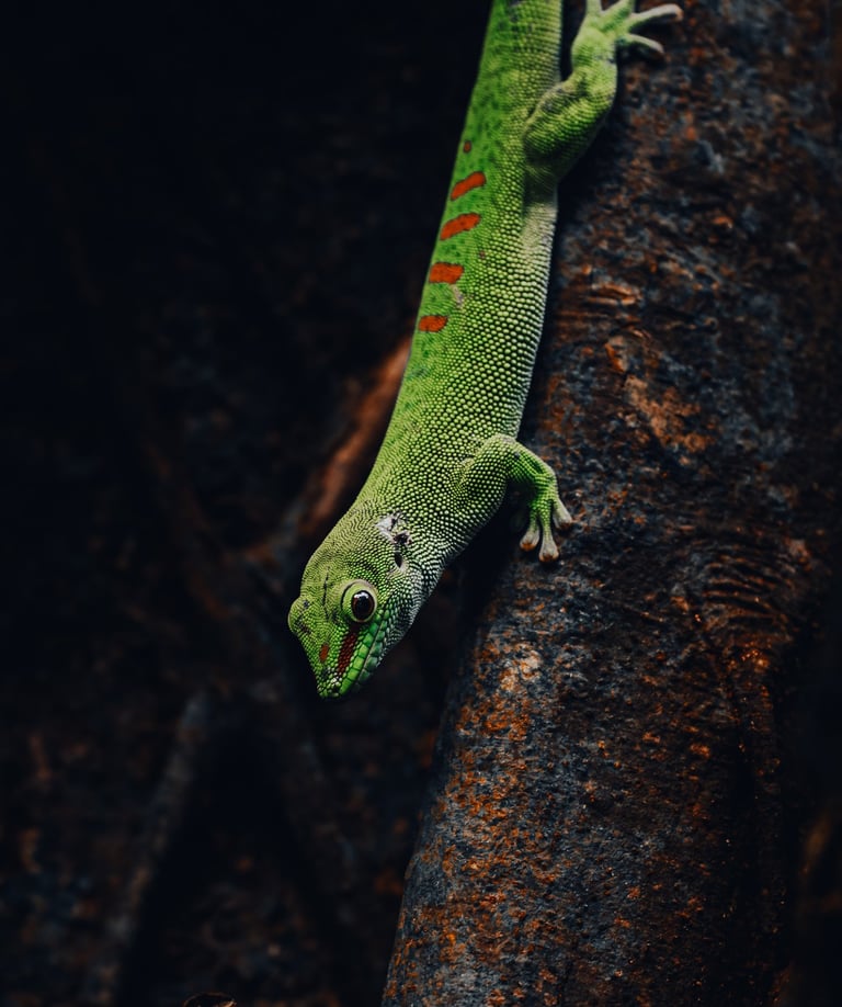 a green gecko lizard on a tree branch