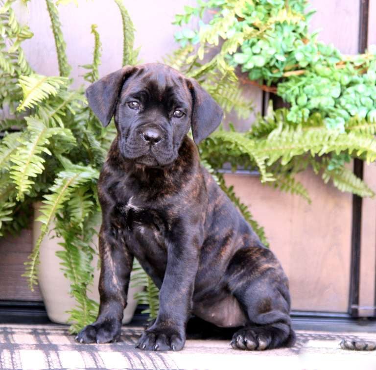 Puppies for Sale 