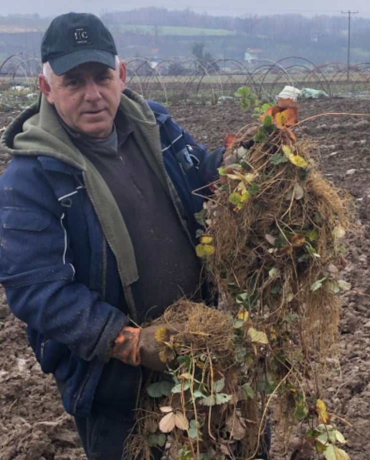 Poljoprivrednik drži veliki svežanj sadnica jagoda s golim korijenjem za presađivanje 