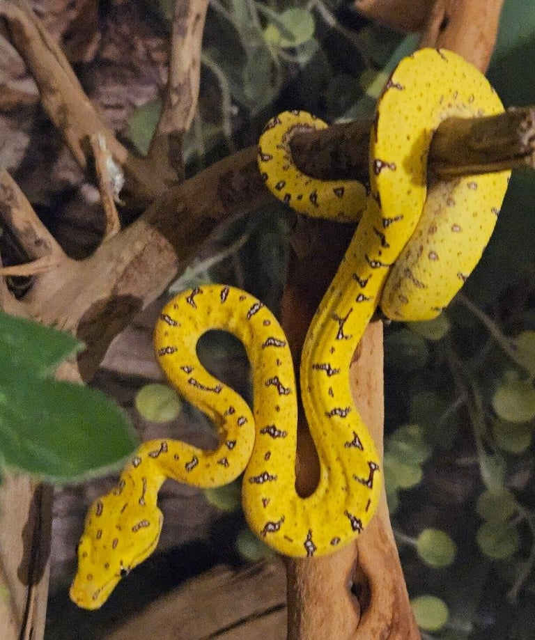 Green Tree Python 