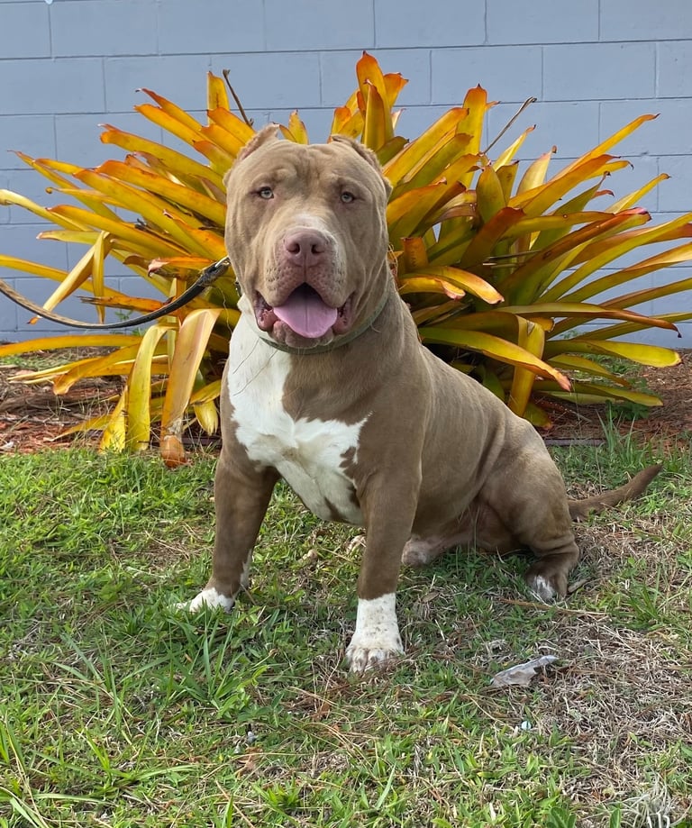 AMERICAN BULLY, TITANIUM KILO KENNELS, XL PITBULL