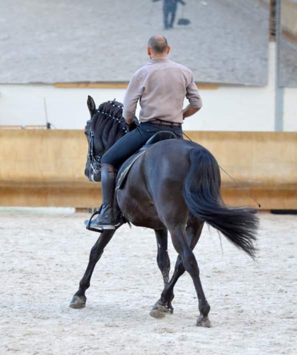 dressage