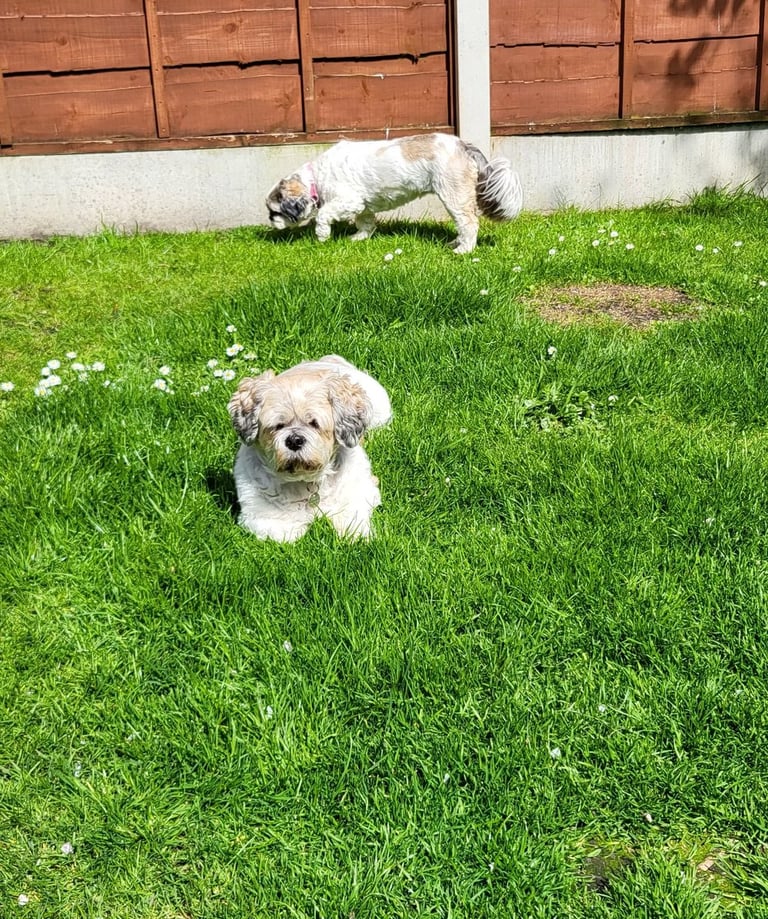 Home Boarding for dogs