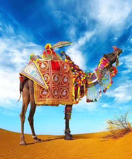 Camel safari jaisalmer