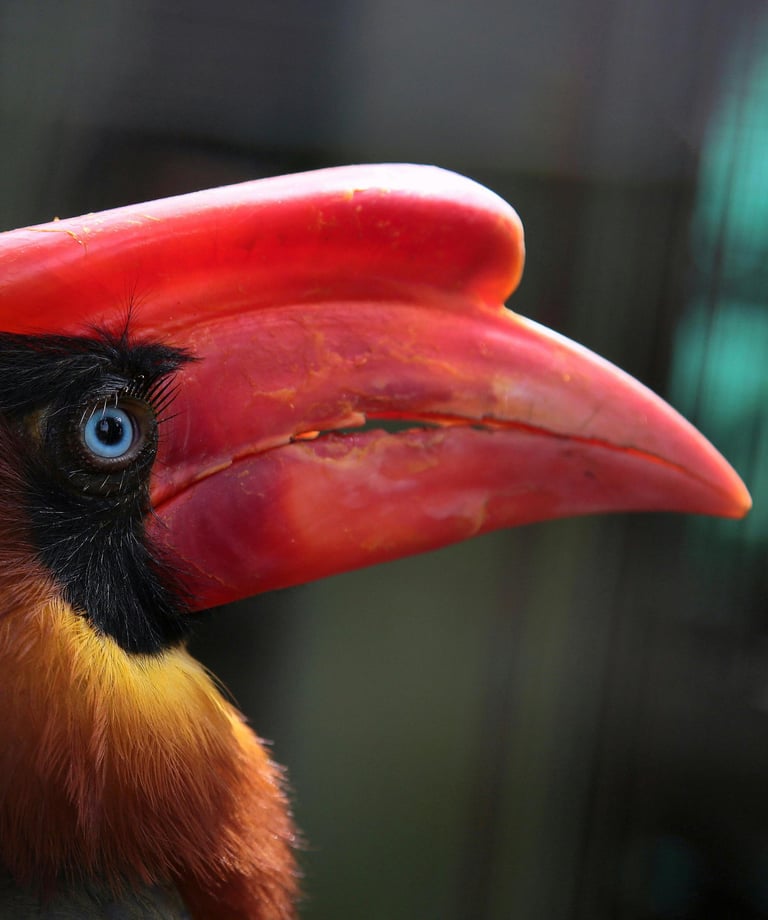 KL BIRD PARK