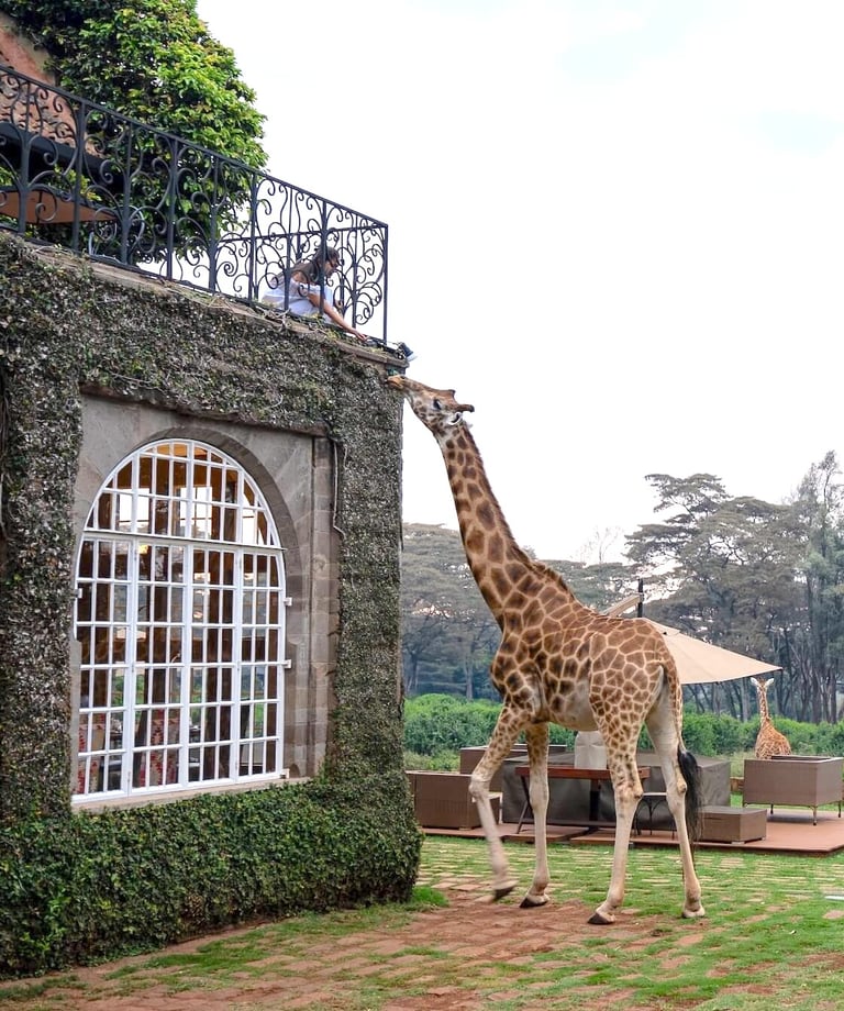Giraffe Manor Kenya giraffe feeding