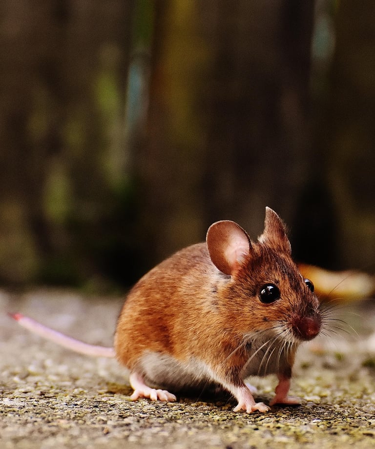 Ratón.
