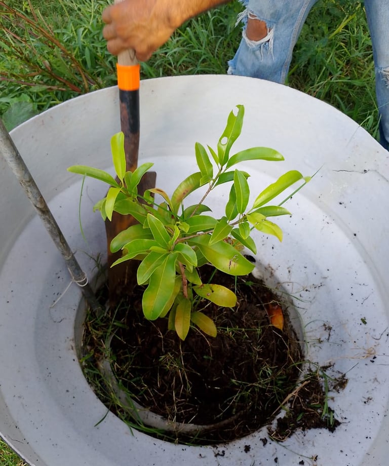 Persona sembrando planta