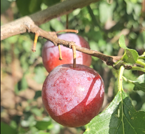 Ripe Cambridge gage plums hanging from a fruit tree branch in a sunny organic orchard.