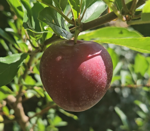 Single ripe red pluot hanging from a leafy tree branch in a sunny garden.