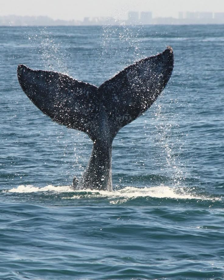 a whale tail fluffle whale tail fluffle tail fin fin fin fin