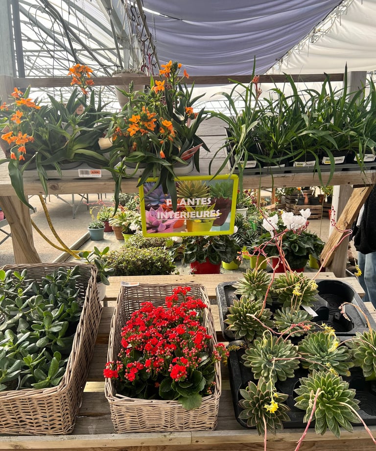 Plantes intérieures dans une jardinerie
