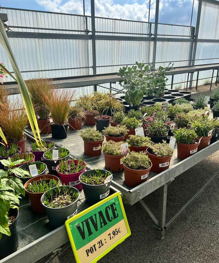 Plantes vivaces dans une jardinerie