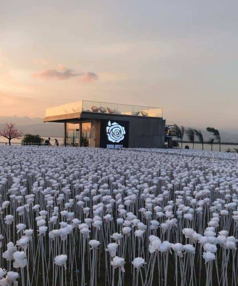 10000-roses-cordova-cebu