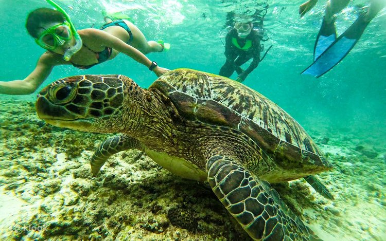 turtle-watching-moalboal-cebu