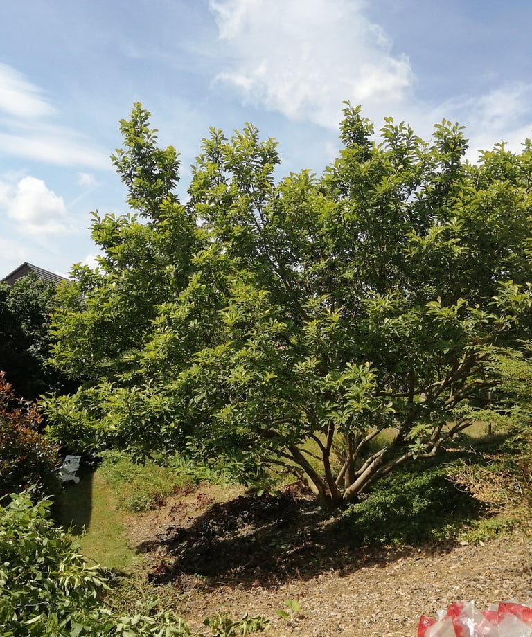 magnolia grande flora après la taille