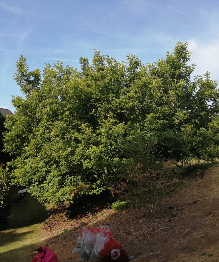 magnolia grande flora avant la taille