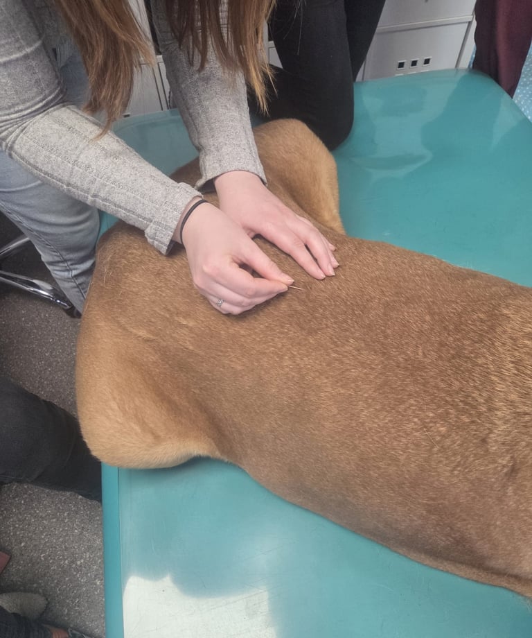 Dry Needling Hund