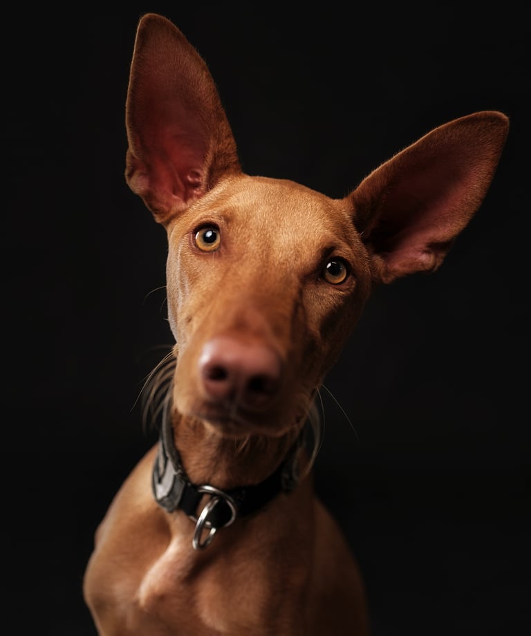 Portret van een bruine Podenco-hond met alerte blik tegen een neutrale achtergrond.