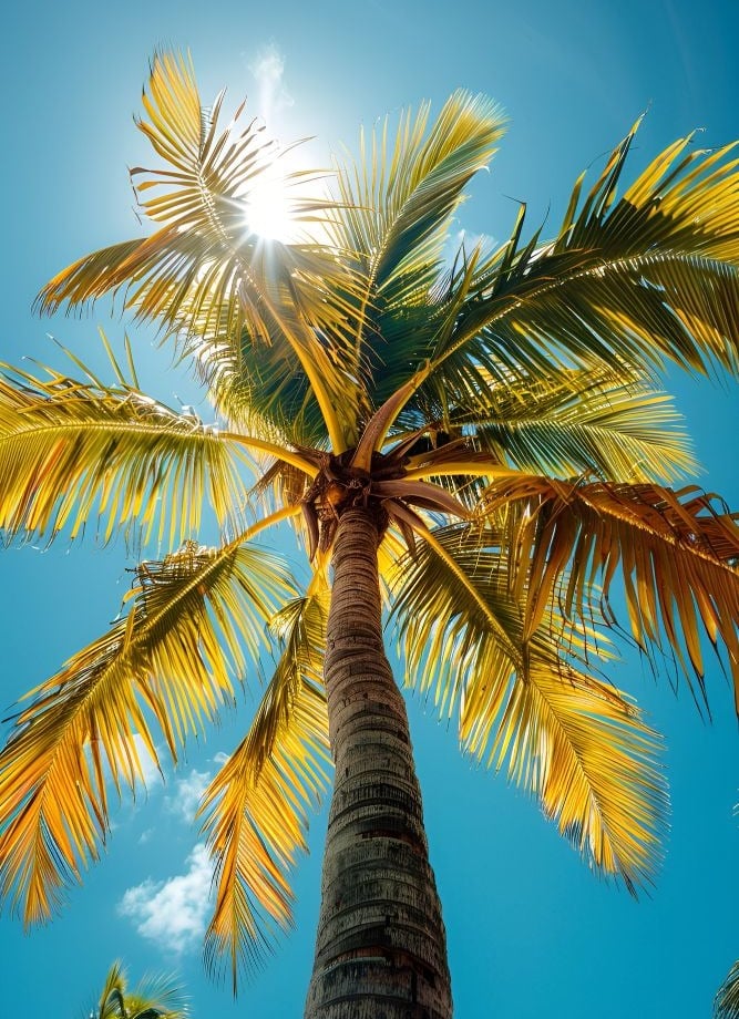 a palm tree with the sun shining through the palm trees