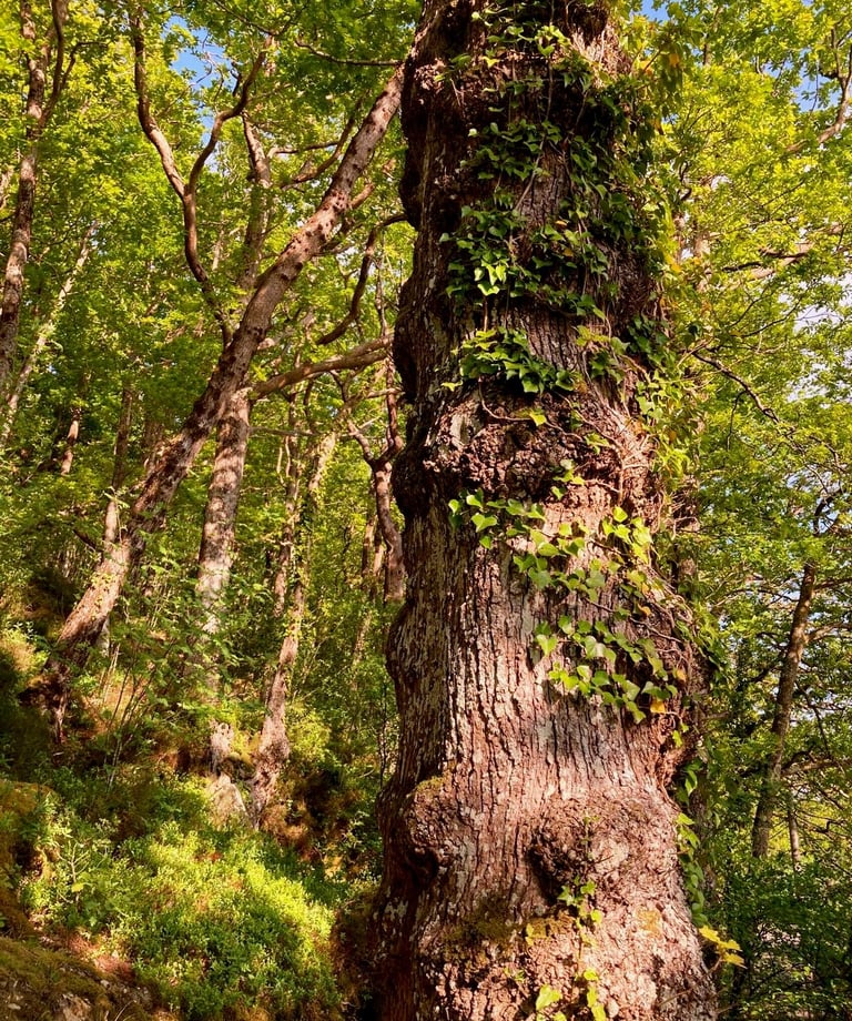 An image of an urban woodland with a tree trunk in the foreground by Celia Hooson, Circular City