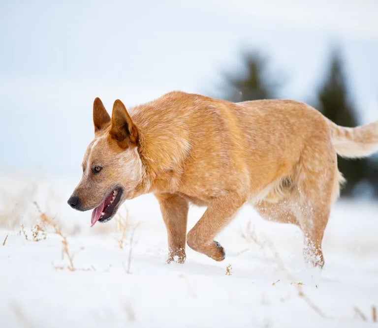 Comet - The Cattle Dog