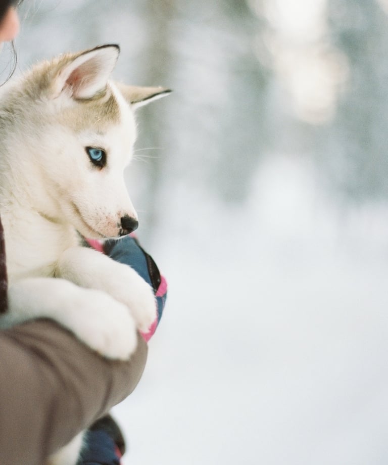a woman holding a husky