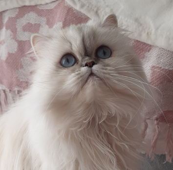 Chat MICI