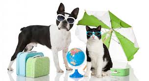 Vacances chien et chat