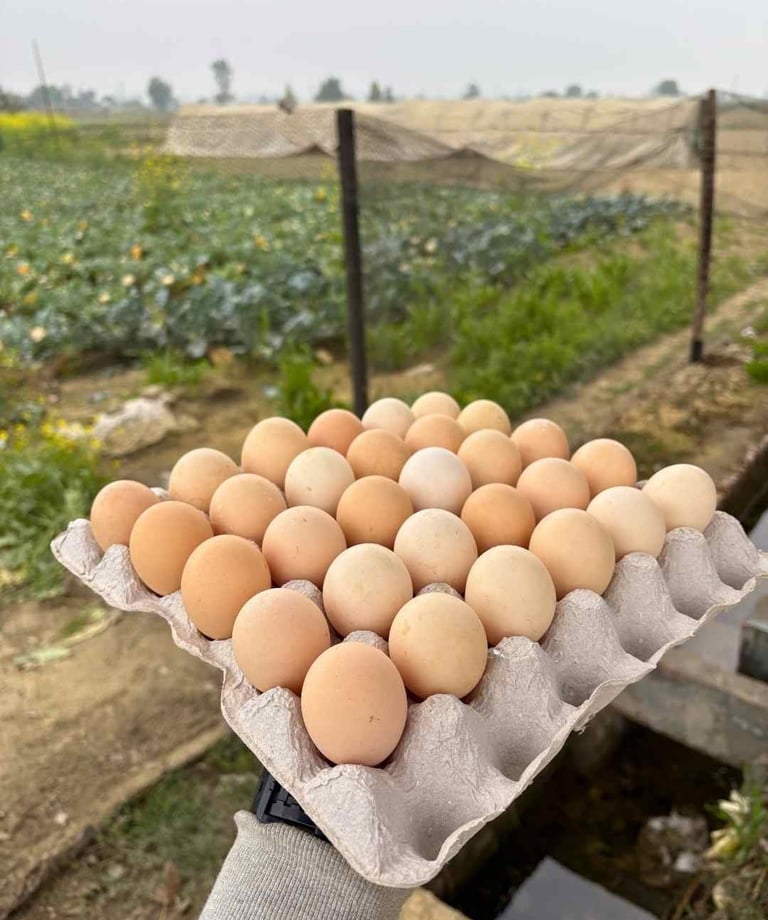 desi egg in panipat