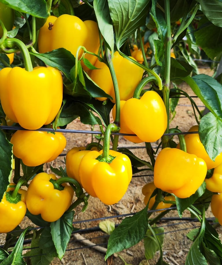 Pimiento Origene Seeds